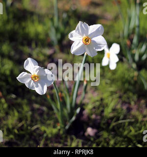 Les jonquilles photographié sur un pré au cours d'une journée ensoleillée en Finlande. Beau blanc et orange fleurs dans semicloseup photo. Image couleur. Banque D'Images