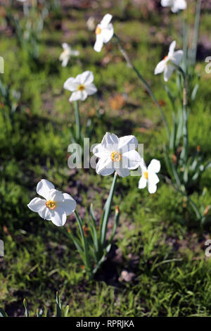 Les jonquilles photographié sur un pré au cours d'une journée ensoleillée en Finlande. Beau blanc et orange fleurs dans semicloseup photo. Image couleur. Banque D'Images