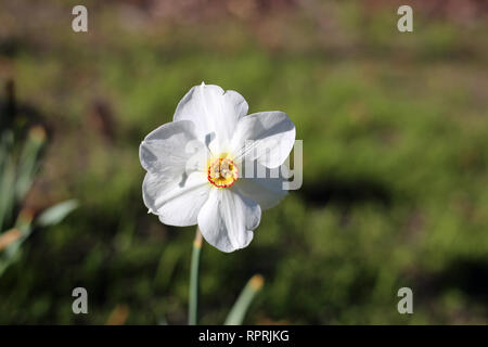 Les jonquilles photographié sur un pré au cours d'une journée ensoleillée en Finlande. Beau blanc et orange fleurs dans semicloseup photo. Image couleur. Banque D'Images