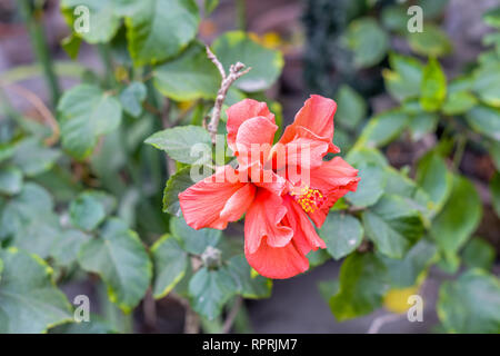 Une fleur Chaba (Hibiscus rosa-sinensis) chinois rose, couleur rouge, qui fleurit au cours de la lumière du soleil du matin. dans un jardin tropical en fond vert. Avec l'exemplaire Banque D'Images