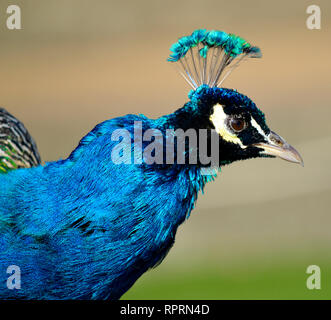 Paons Indiens mâle Pavo cristatus nom Latin tête portrait Banque D'Images