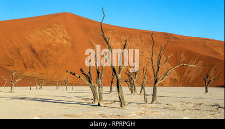 Аcacia Arbres et dunes rouges à Deadvlei, Sossusvlei, Namib-Naukluft National Park, la Namibie. Banque D'Images