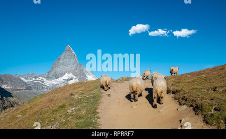 Un troupeau de moutons le Valais balade dans les Alpes, avec le Cervin en arrière-plan Banque D'Images