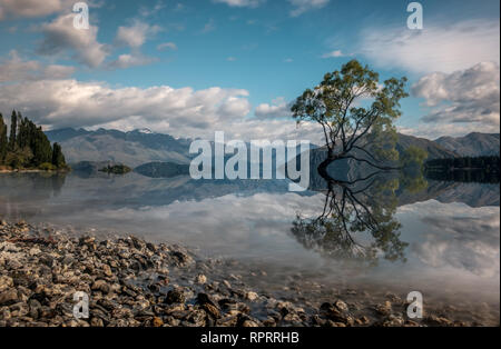 Célèbre arbre isolé reflète dans Lake Wanaka, Nouvelle-Zélande. Banque D'Images