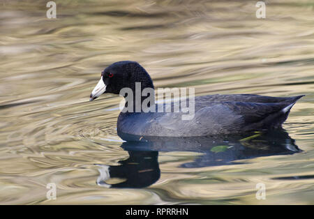 Une Foulque d'Amérique (Fulica americana) nage dans aFranklin étang Canyon, Los Angeles, CA, USA. Banque D'Images