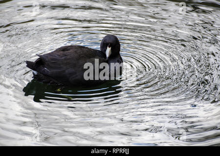 Foulque d'Amérique (Fulica americana) nage dans un étang Franklin Canyon à Los Angeles, CA. Banque D'Images