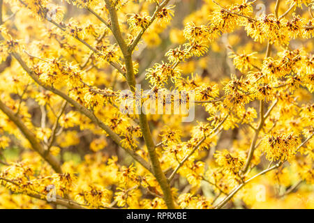 Hamamelis x intermedia 'Aurora' Banque D'Images