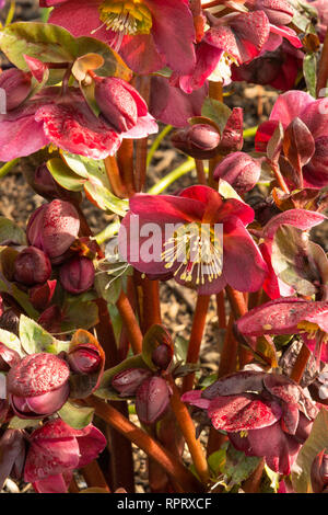 Helleborus (Rodney Davey Groupe marbré) 'Annas Red' Banque D'Images