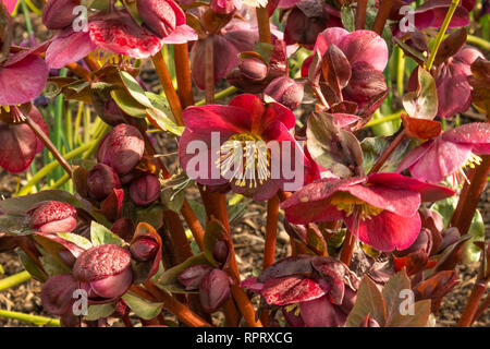 Helleborus (Rodney Davey Groupe marbré) 'Annas Red' Banque D'Images