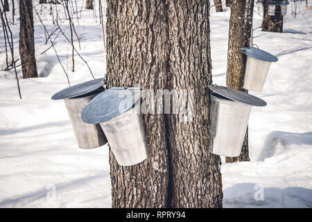 Les érables avec des seaux attachés à eux pour recueillir la sève. La production de sirop d'saison au Québec, Canada. Banque D'Images