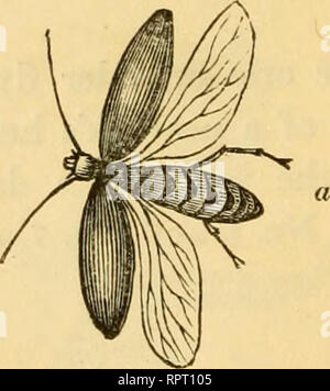 . L'alphabet de la pêche scientifique à l'usage des débutants. Pêche à la mouche ; pêche ; poissons appâts -- Aliments ; Poissons -- et l'alimentation du bétail ; Poissons -- les organes des sens. La red spinner, un scarabée naturel, sur l'aile ; b, mouche artificielle. L'autre vole pour ce mois sont l'étable fly, the owl fly, la mouche à viande, le paon fly, l'herbe verte- hopper, et diverses espèces de moustiques.. Veuillez noter que ces images sont extraites de la page numérisée des images qui peuvent avoir été retouchées numériquement pour plus de lisibilité - coloration et l'aspect de ces illustrations ne peut pas parfaitement ressembler à l'œuvre originale.. Rennie, Banque D'Images