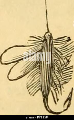 . L'alphabet de la pêche scientifique à l'usage des débutants. Pêche à la mouche ; pêche ; poissons appâts -- Aliments ; Poissons -- et l'alimentation du bétail ; Poissons -- les organes des sens. L'Hawthorn fly. ", La mouche naturelle} 4, la mouche artificielle.. Veuillez noter que ces images sont extraites de la page numérisée des images qui peuvent avoir été retouchées numériquement pour plus de lisibilité - coloration et l'aspect de ces illustrations ne peut pas parfaitement ressembler à l'œuvre originale.. Rennie, James, 1787-1867. Londres : William Orr Banque D'Images