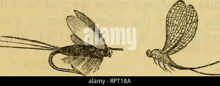 . L'alphabet de la pêche scientifique à l'usage des débutants. Pêche à la mouche ; pêche ; poissons appâts -- Aliments ; Poissons -- et l'alimentation du bétail ; Poissons -- les organes des sens. La bouse de vache voler. Un, naturel fly ; b. une mouche artificielle. L'autre vole le nom de ce mois sont le palm fly, le grand tourbillon dun, le brun foncé, brun clair au début, la fin, le marron clair noir httle gnat, et le blue dun ou {Ejjhemera fly violet), trouvés sur presque chaque rivière. Ce dernier a le corps surnommé avec violet, peignée mélangée avec des fils peignés depuis le cou d'un Greyhound noir ou les racines d'une queue de renard ; le w Banque D'Images