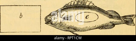 . L'alphabet de la pêche scientifique à l'usage des débutants. Pêche à la mouche ; pêche ; poissons appâts -- Aliments ; Poissons -- et l'alimentation du bétail ; Poissons -- les organes des sens. . Veuillez noter que ces images sont extraites de la page numérisée des images qui peuvent avoir été retouchées numériquement pour plus de lisibilité - coloration et l'aspect de ces illustrations ne peut pas parfaitement ressembler à l'œuvre originale.. Rennie, James, 1787-1867. Londres : William Orr Banque D'Images