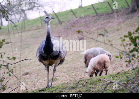 Le Nandou dans un champ dans les agriculteurs parmi des moutons paissant dans le même domaine. situé dans l'Angleterre rurale Banque D'Images