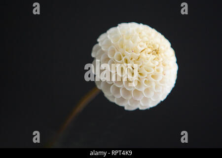 Une belle fleur dahlia blanc sur fond noir Banque D'Images