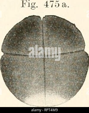 . Allgemeine Biologie. Biologie ; les cellules. Fig. 476 a.. Veuillez noter que ces images sont extraites de la page numérisée des images qui peuvent avoir été retouchées numériquement pour plus de lisibilité - coloration et l'aspect de ces illustrations ne peut pas parfaitement ressembler à l'œuvre originale.. Hertwig, Oscar, 1849-1922. Jena, G. Fischer Banque D'Images