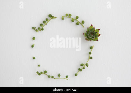 Une simple couronne de plantes grasses et collier de perles Banque D'Images