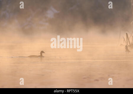 Foulque macroule (Fulica atra) dans le Parc Naturel de Comana, Roumanie Banque D'Images