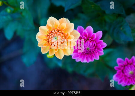 Deux superbes et coloré orange et rose dahlia fleurs fleurissent à côté de l'autre à l'arrière-plan flou de feuilles vert foncé Banque D'Images