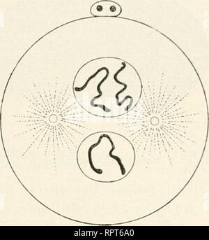 . Allgemeine Biologie. Biologie ; les cellules. Fig. Ul.. Veuillez noter que ces images sont extraites de la page numérisée des images qui peuvent avoir été retouchées numériquement pour plus de lisibilité - coloration et l'aspect de ces illustrations ne peut pas parfaitement ressembler à l'œuvre originale.. Hertwig, Oscar, 1849-1922. Jena, G. Fischer Banque D'Images