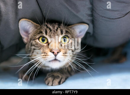Une timide chat tabby shorthair domestique se cachant sous une couverture Banque D'Images