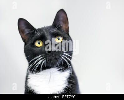 Un intérieur noir et blanc, chats à poils courts ou Tuxedo cat, avec les yeux jaune vif Banque D'Images