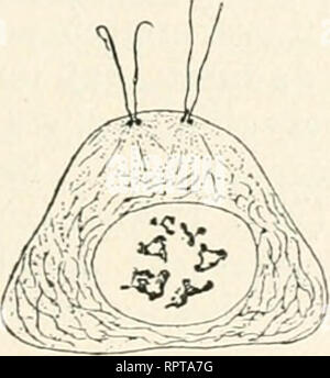 . Allgemeine Biologie. Biologie ; les cellules. Fig. 121.. Veuillez noter que ces images sont extraites de la page numérisée des images qui peuvent avoir été retouchées numériquement pour plus de lisibilité - coloration et l'aspect de ces illustrations ne peut pas parfaitement ressembler à l'œuvre originale.. Hertwig, Oscar, 1849-1922. Jena, G. Fischer Banque D'Images