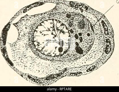 . Allgemeine Biologie. Biologie ; les cellules. Fig. 89.. Veuillez noter que ces images sont extraites de la page numérisée des images qui peuvent avoir été retouchées numériquement pour plus de lisibilité - coloration et l'aspect de ces illustrations ne peut pas parfaitement ressembler à l'œuvre originale.. Hertwig, Oscar, 1849-1922. Jena, G. Fischer Banque D'Images