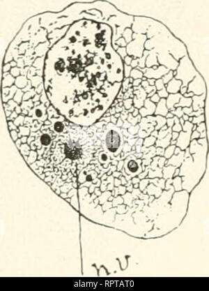 . Allgemeine Biologie. Biologie ; les cellules. Fig. 88.. Veuillez noter que ces images sont extraites de la page numérisée des images qui peuvent avoir été retouchées numériquement pour plus de lisibilité - coloration et l'aspect de ces illustrations ne peut pas parfaitement ressembler à l'œuvre originale.. Hertwig, Oscar, 1849-1922. Jena, G. Fischer Banque D'Images