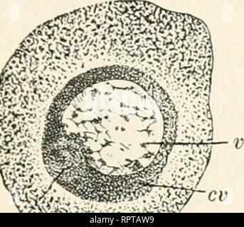 . Allgemeine Biologie. Biologie ; les cellules. Fig. 83.. Veuillez noter que ces images sont extraites de la page numérisée des images qui peuvent avoir été retouchées numériquement pour plus de lisibilité - coloration et l'aspect de ces illustrations ne peut pas parfaitement ressembler à l'œuvre originale.. Hertwig, Oscar, 1849-1922. Jena, G. Fischer Banque D'Images