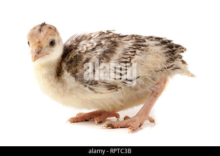 La Turquie poulet isolé sur fond blanc Banque D'Images