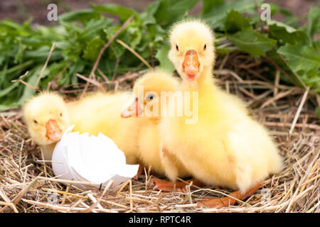 Trois petites branche cassée avec gosling en coquille nid de paille Banque D'Images