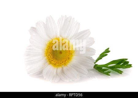 Une camomille ou marguerites avec des feuilles isolées sur fond blanc Banque D'Images