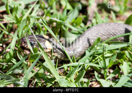 Couleuvre à collier Natrix natrix dans l'herbe Banque D'Images