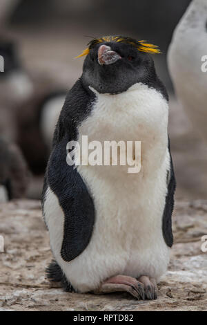 Macaroni Penguin, Eudyptes chrysolophus, Îles Falkland Banque D'Images