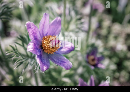 Belle fleur pourpre fluffy pasqueflower Pulsatilla patens oriental au début du printemps. Banque D'Images