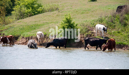 Les vaches viennent boire l'eau du lac dans village Banque D'Images