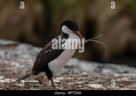 Cormorant Phalacrocorax atriceps, impériale, Îles Falkland Banque D'Images