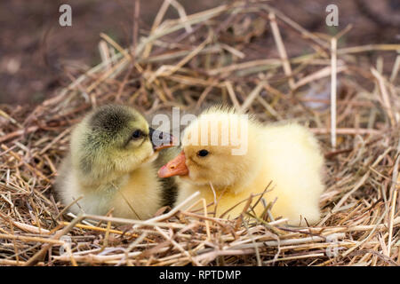 Deux petites branche de gosling dans nid de paille Banque D'Images