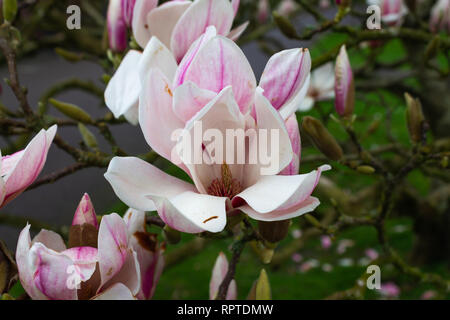 Magnolia denudata arbre en pleine fleur de printemps Banque D'Images