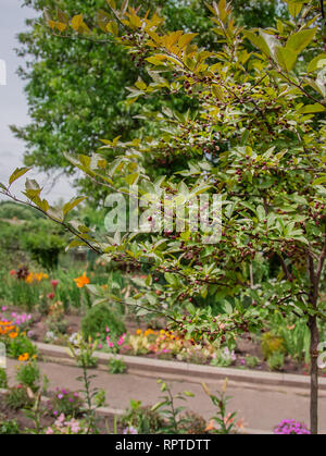 Petites pommes Reinette sauvages. Les pommettes sont populaires comme les arbres ornementaux compact, offrant au printemps en fleurs et fruits colorés en automne. Banque D'Images