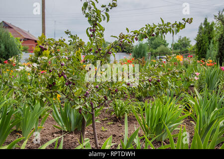 Petites pommes Reinette sauvages. Les pommettes sont populaires comme les arbres ornementaux compact, offrant au printemps en fleurs et fruits colorés en automne. Banque D'Images