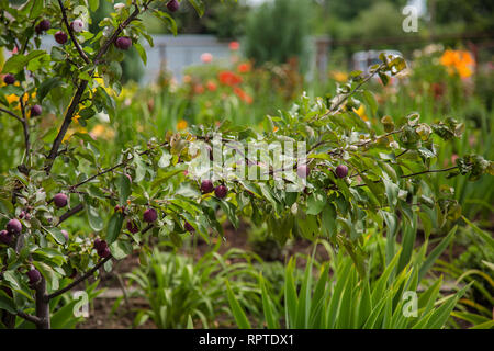 Petites pommes Reinette sauvages. Les pommettes sont populaires comme les arbres ornementaux compact, offrant au printemps en fleurs et fruits colorés en automne. Banque D'Images