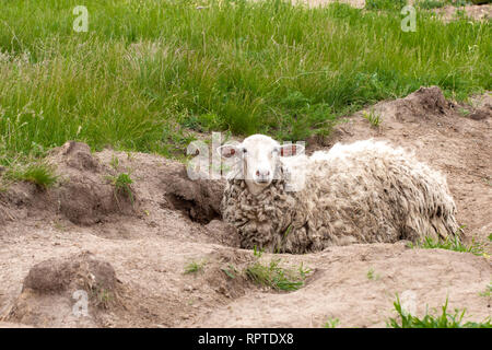 Des moutons à la laine sale se trouve sur le terrain Banque D'Images