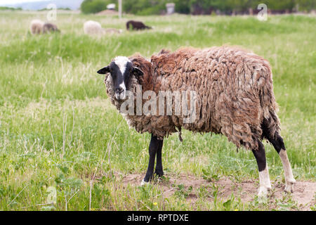 Des moutons à la laine sale paissant dans une prairie Banque D'Images