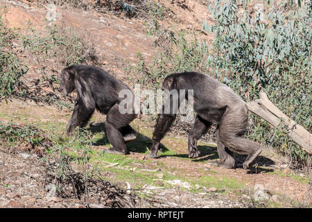 Mâle et femelle chimpanzé en période de reproduction dans l'habitat naturel Banque D'Images