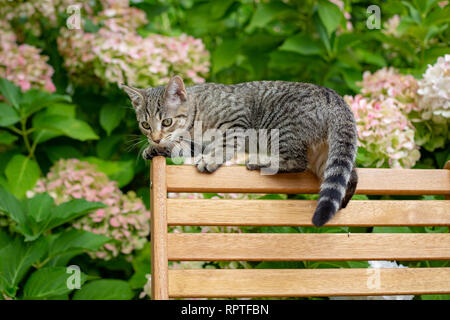 Un chaton grimpe sur le dos de meubles de jardin prêt à bondir sur les feuilles Banque D'Images