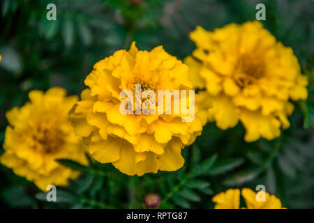 Belle floraison jaune à fleurs de souci dans le jardin. Tagetes erecta, mexicains, Aztec marigold souci, souci de l'Afrique Banque D'Images