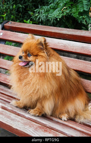 Spitz chien assis sur un banc, Close up Banque D'Images